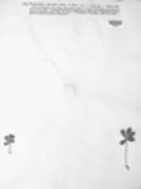 Phragmidium fragariae image